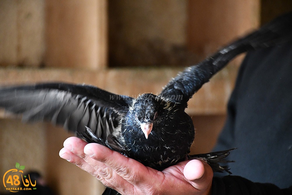 zohdi 3ashoor (48).jpeg